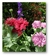 Papaver Somniferum Peonia - comprar online