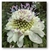 Scabiosa atropurpurea mix (todos los colores) - comprar online