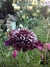 Scabiosa atropurpurea mix (todos los colores) - tienda online