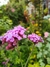 Verbena Bonariensis lollipop - comprar online