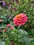 Zinnia elegans ‘Lilliput’