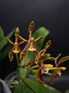 Phalaenopsis mannii - comprar online