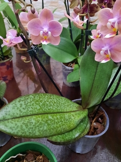 Phalaenopsis Odorion