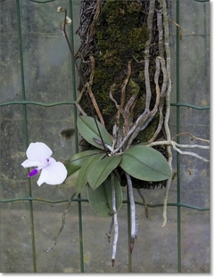 Phalaenopsis Lowii espécie na internet