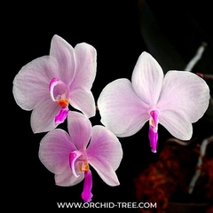 Phalaenopsis Lowii espécie - comprar online