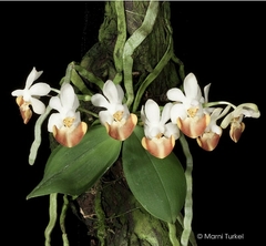 Phalaenopsis Lobbii espécie - comprar online
