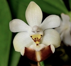 Phalaenopsis Lobbii espécie