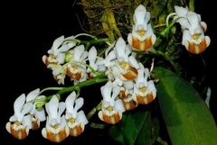 Phalaenopsis Lobbii espécie na internet