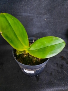 Phalaenopsis Gigantea - comprar online
