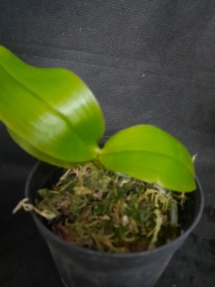 Phalaenopsis Bellina - comprar online