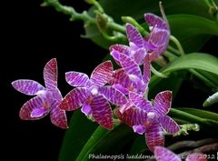 Phalaenopsis Lueddmaniana - comprar online