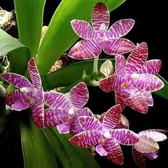Phalaenopsis Lueddmaniana
