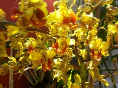 Orquídea Sumaré (Cyrtopodium punctatum)