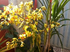 Orquídea Sumaré (Cyrtopodium punctatum) - loja online