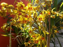 Orquídea Sumaré (Cyrtopodium punctatum) na internet