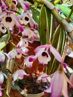 Dendrobium nobile variegatum - loja online