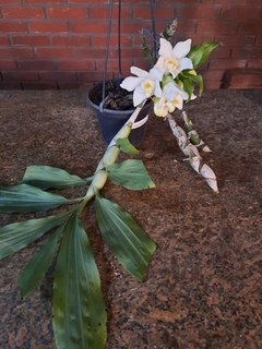 Orquídea Chysis bractescens ADULTA - Orquidário Hortolândia
