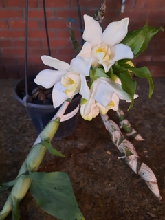 Orquídea Chysis bractescens ADULTA - comprar online