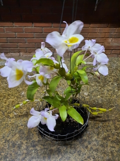 Dendrobium finddlayanum - loja online