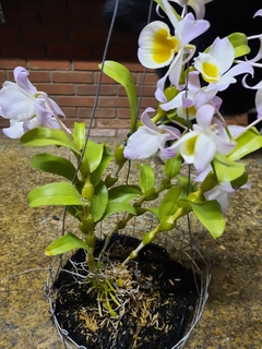 Dendrobium finddlayanum - comprar online