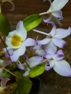 Dendrobium finddlayanum