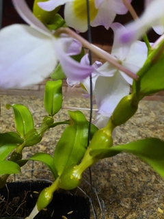 Dendrobium finddlayanum - Orquidário Hortolândia