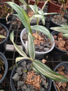 Dendrobium nobile variegatum na internet