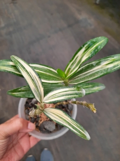 Dendrobium nobile variegatum
