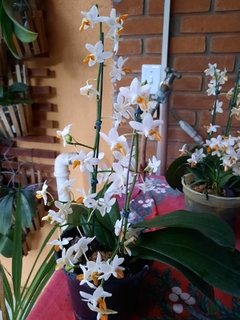 Phalaenopsis Mini Mark Especial - Orquidário Hortolândia