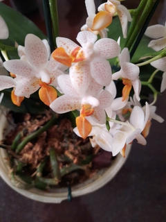 Phalaenopsis Mini Mark Especial - comprar online
