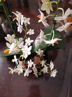 Phalaenopsis Mini Mark Especial na internet