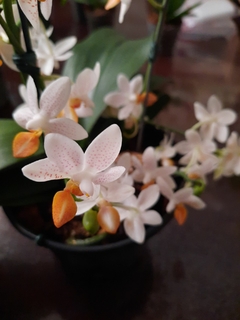 Phalaenopsis Mini Mark Especial - loja online