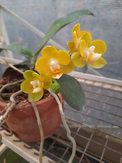 Phalaenopsis Joy Spring Canary