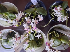 Phalaenopsis parishii - Orquidário Hortolândia