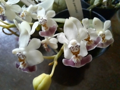 Phalaenopsis parishii - comprar online