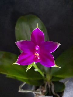 Phalaenopsis violacea indigo red (espécie - comprar online