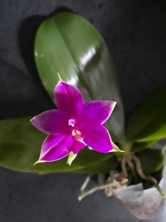 Phalaenopsis violacea indigo red (espécie na internet
