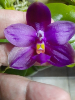 Phalaenopsis violacea rubra - espécie - Orquidário Hortolândia
