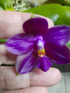 Phalaenopsis violacea rubra - espécie