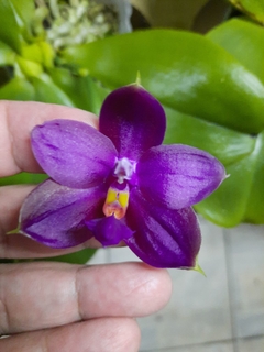 Phalaenopsis violacea rubra - espécie na internet