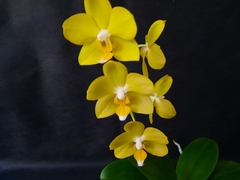 Phalaenopsis La Paz - Orquidário Hortolândia