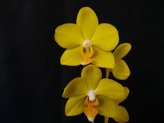 Phalaenopsis La Paz - comprar online