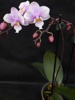 Phalaenopsis Jiaho's pink girl fragrance - comprar online