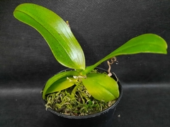 Imagem do Phalaenopsis mannii