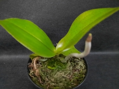 Phalaenopsis mannii - loja online