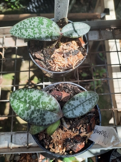Phalaenopsis Schilleriana muda - comprar online