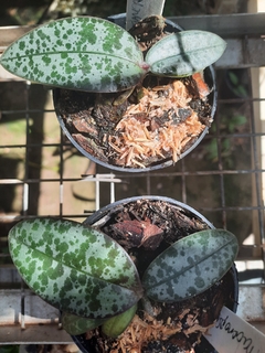 Phalaenopsis Schilleriana muda