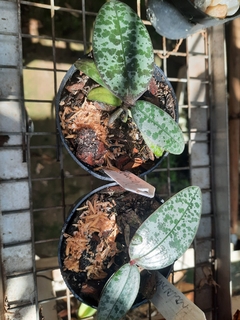 Phalaenopsis Schilleriana muda na internet