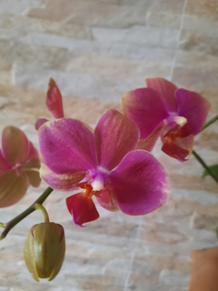 Phalaenopsis Camaleon