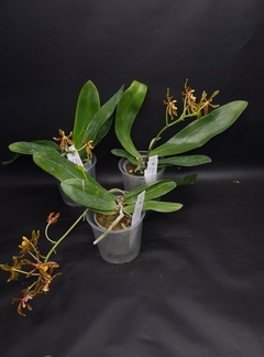 Phalaenopsis mannii na internet